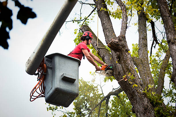 Why Choose Our Tree Removal Services in Melwood, MD?